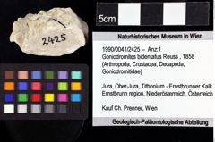 Foto (Objket + Etiketten) von Goniodromites bidentatus (Reuss, 1858) 